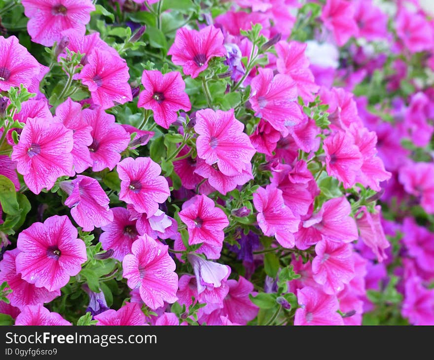 Flower, Pink, Plant, Annual Plant