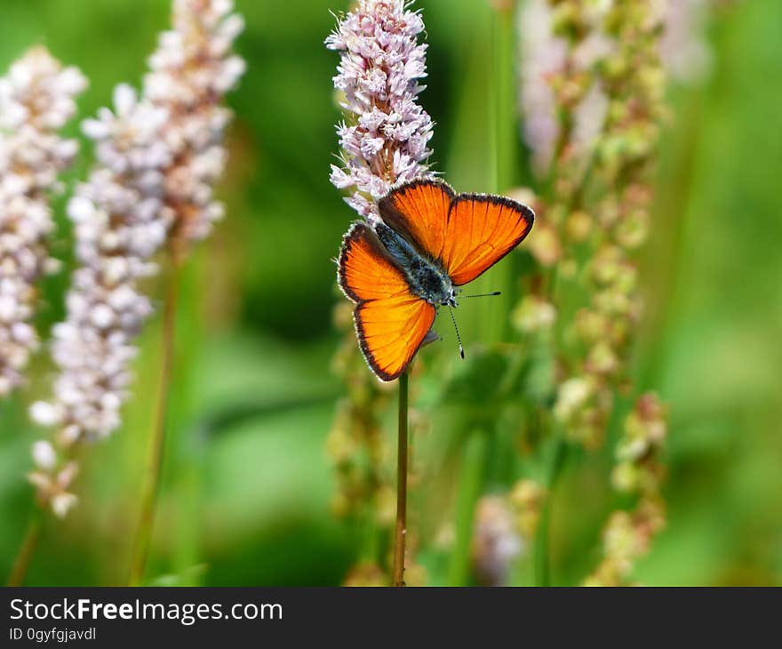 Butterfly, Insect, Moths And Butterflies, Lycaenid