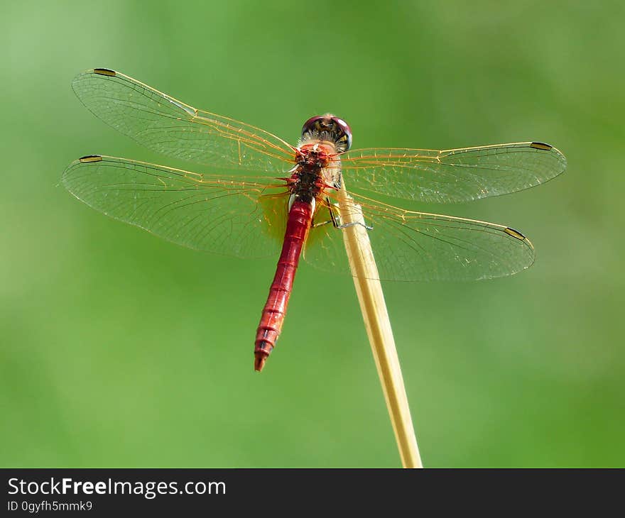 Dragonfly, Insect, Dragonflies And Damseflies, Damselfly