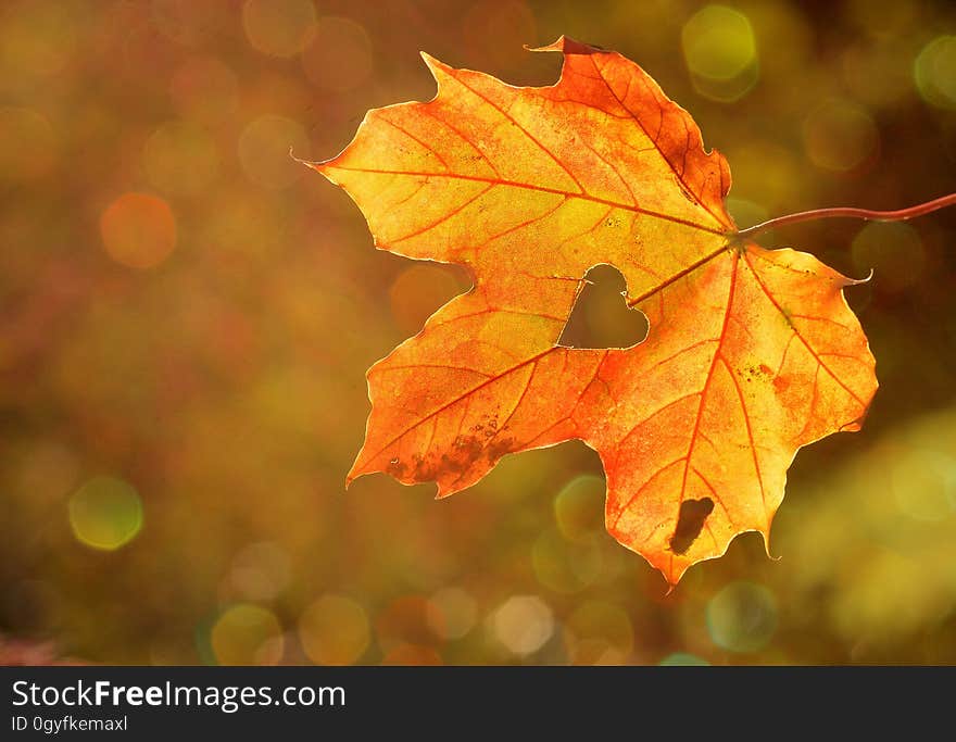 Maple Leaf, Leaf, Autumn, Deciduous