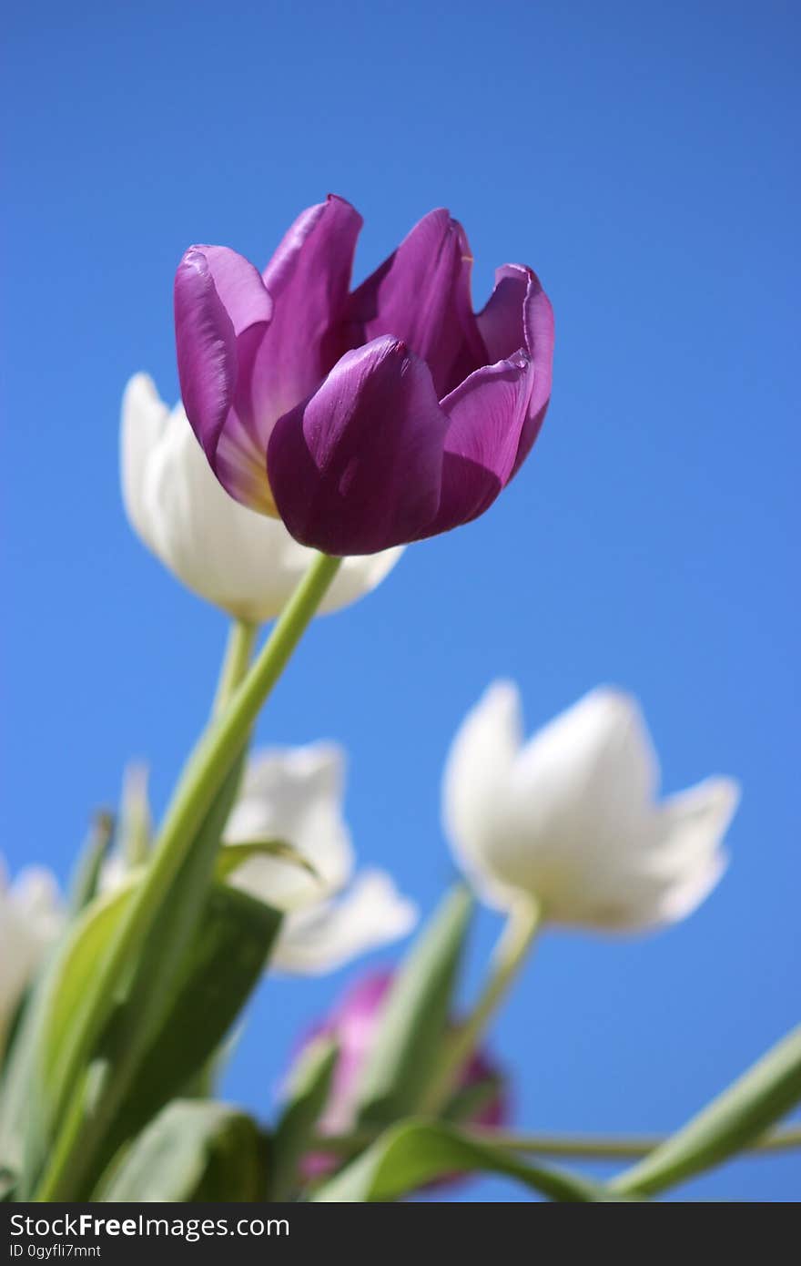 Flower, Plant, Flowering Plant, Purple