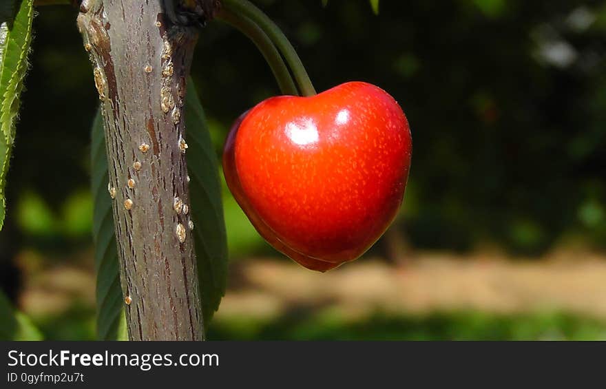 Fruit, Cherry, Malpighia, Acerola Family