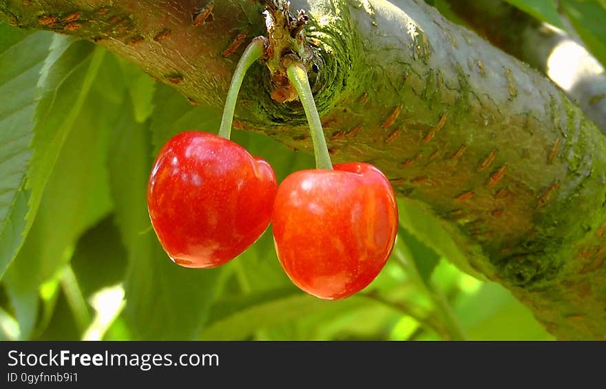 Fruit, Cherry, Fruit Tree, Plant