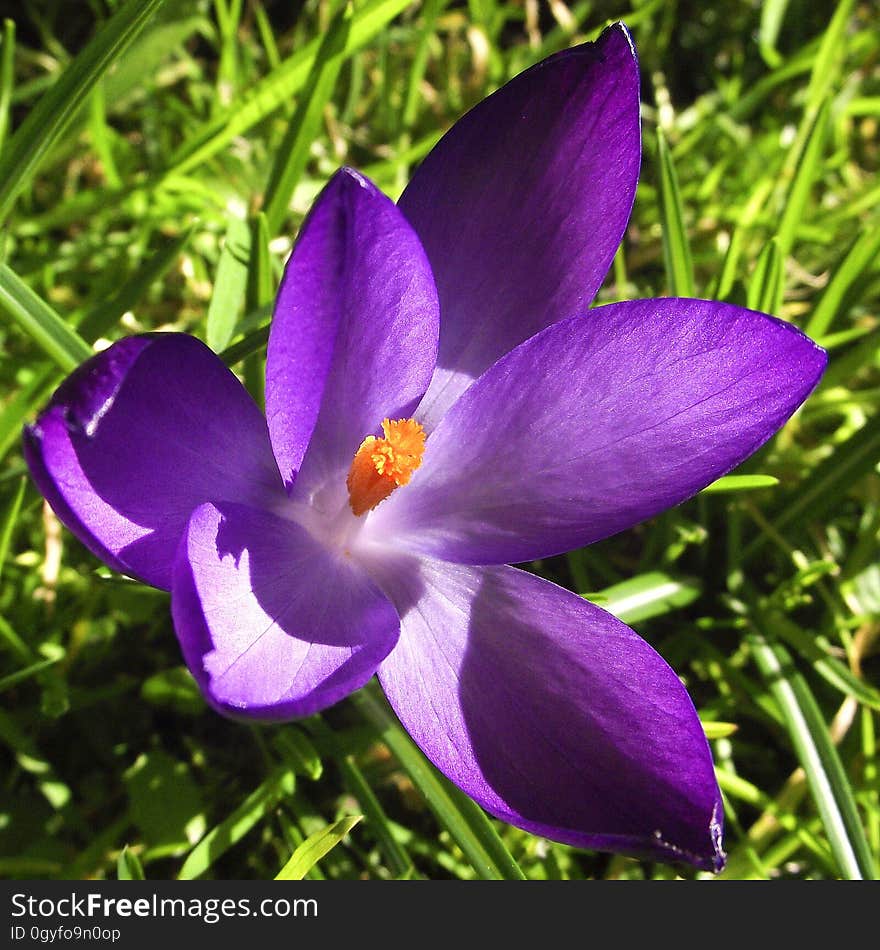 Flower, Crocus, Plant, Flowering Plant