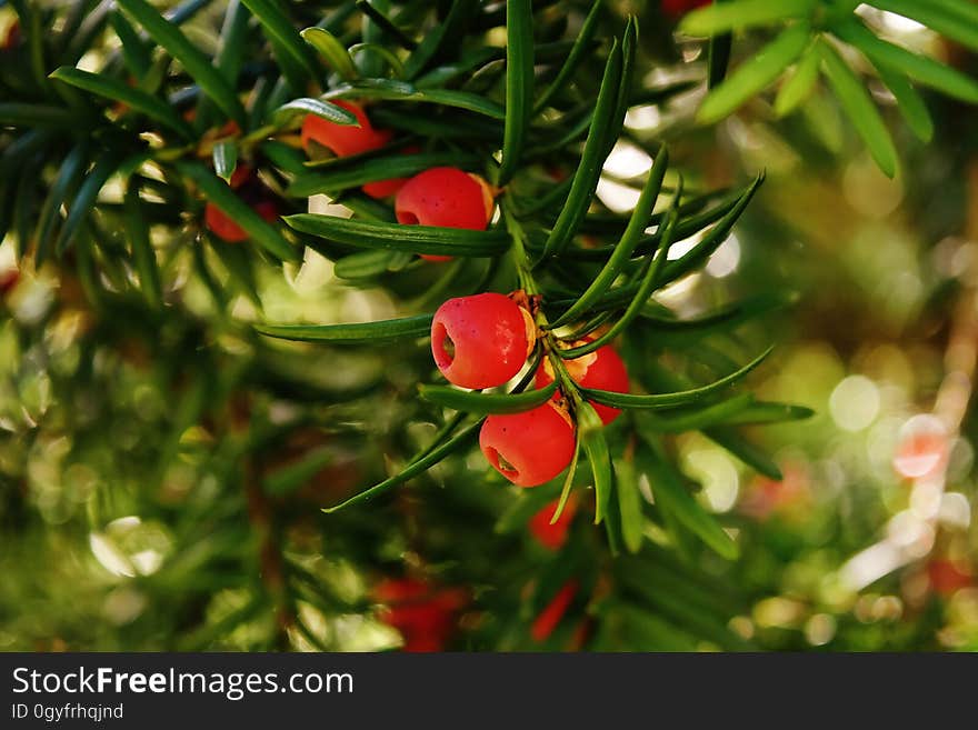 Plant, Taxus Baccata, Tree, Fruit