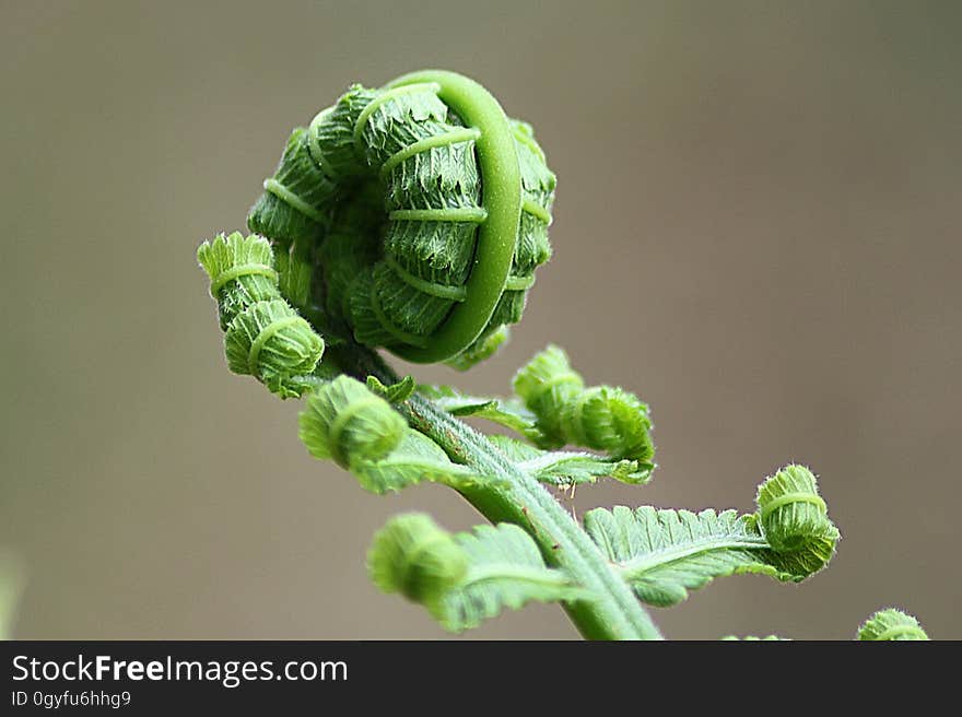 Close Up, Organism, Plant, Plant Stem