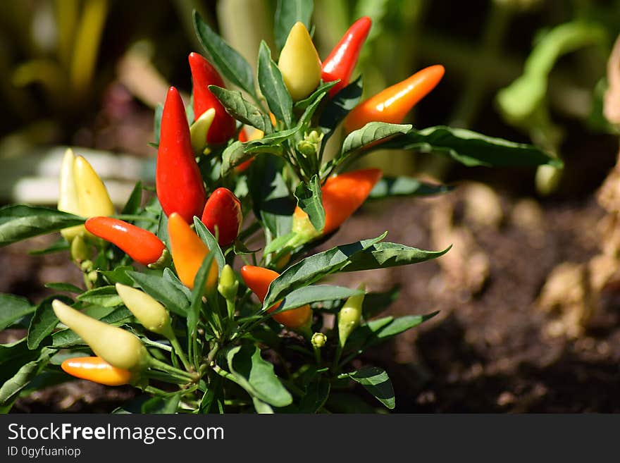 Plant, Vegetable, Bird's Eye Chili, Chili Pepper