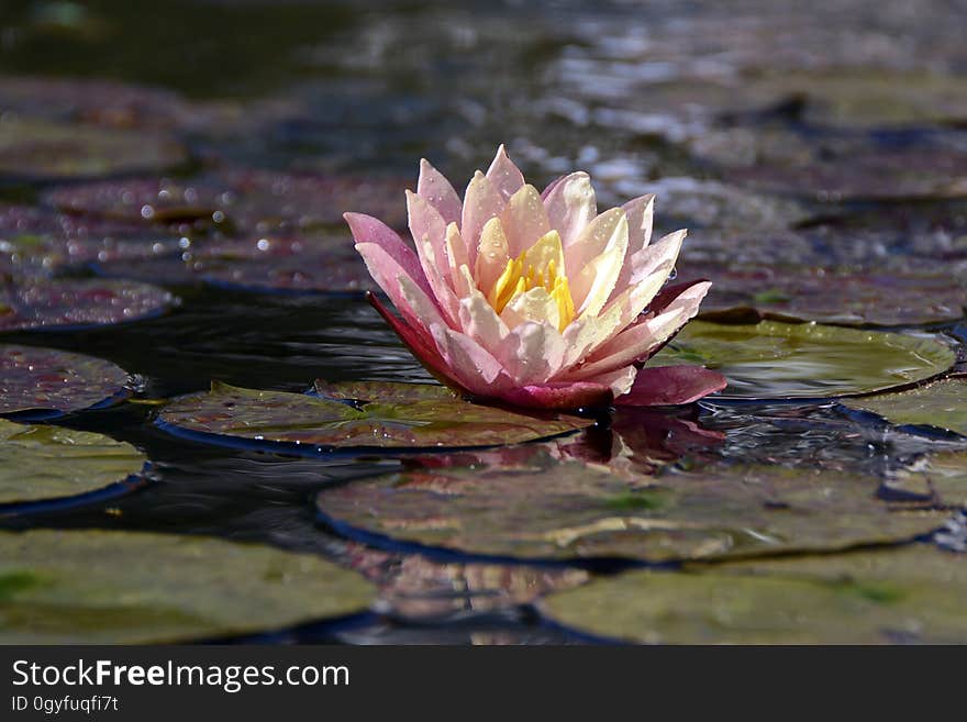 Flower, Water, Flora, Reflection