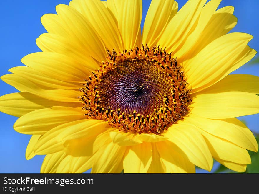 Flower, Sunflower, Yellow, Sunflower Seed