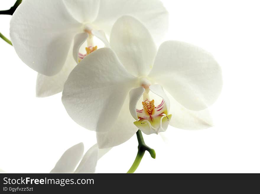 Flower, White, Flowering Plant, Moth Orchid