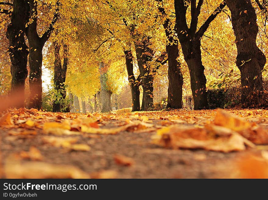 Nature, Yellow, Autumn, Leaf