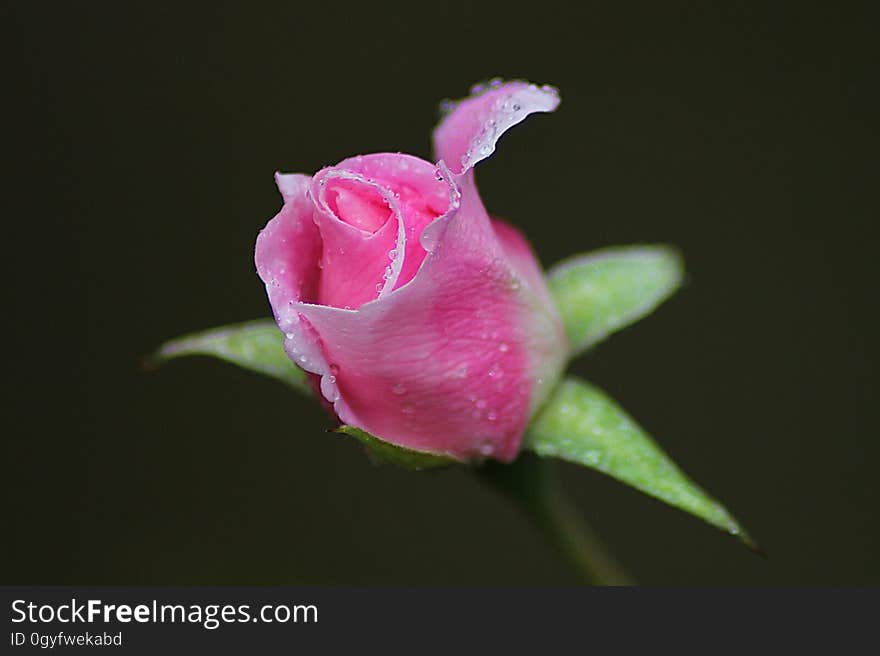 Flower, Pink, Rose Family, Flora