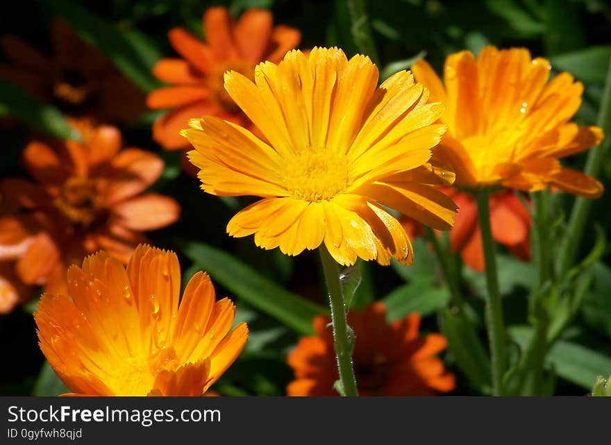 Flower, Plant, Flora, Calendula