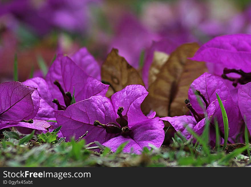 Flower, Plant, Flora, Pink