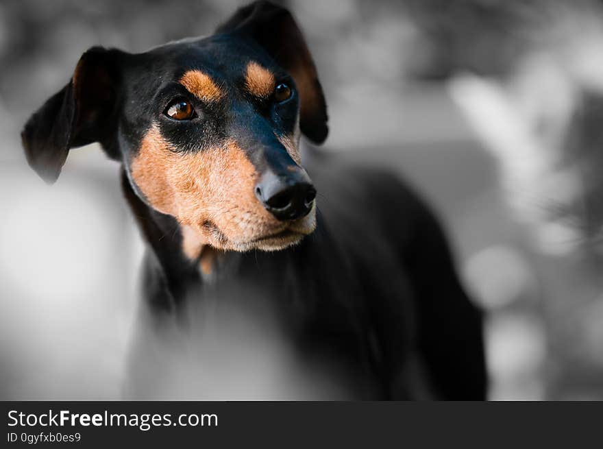 Dog, Dog Like Mammal, Dog Breed, Snout