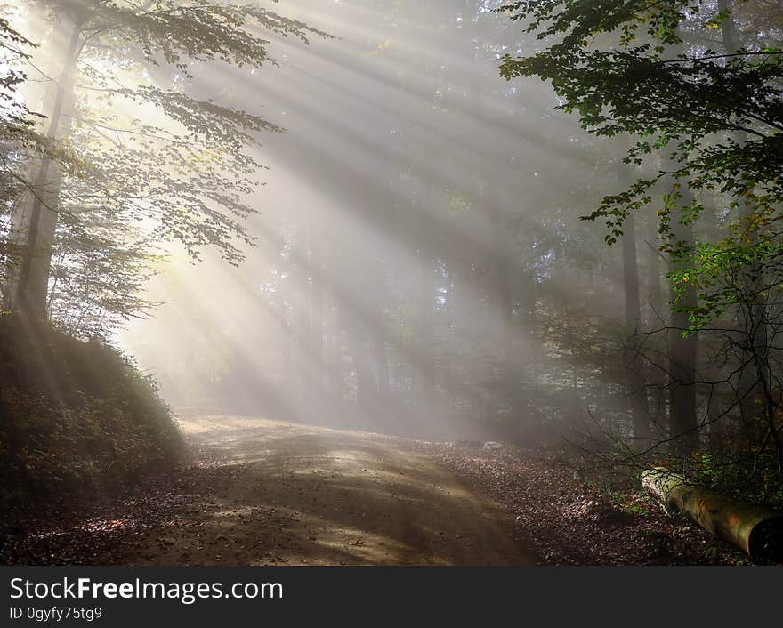 Nature, Mist, Forest, Tree