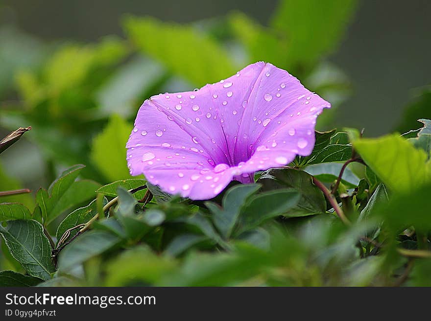 Flower, Plant, Flora, Leaf