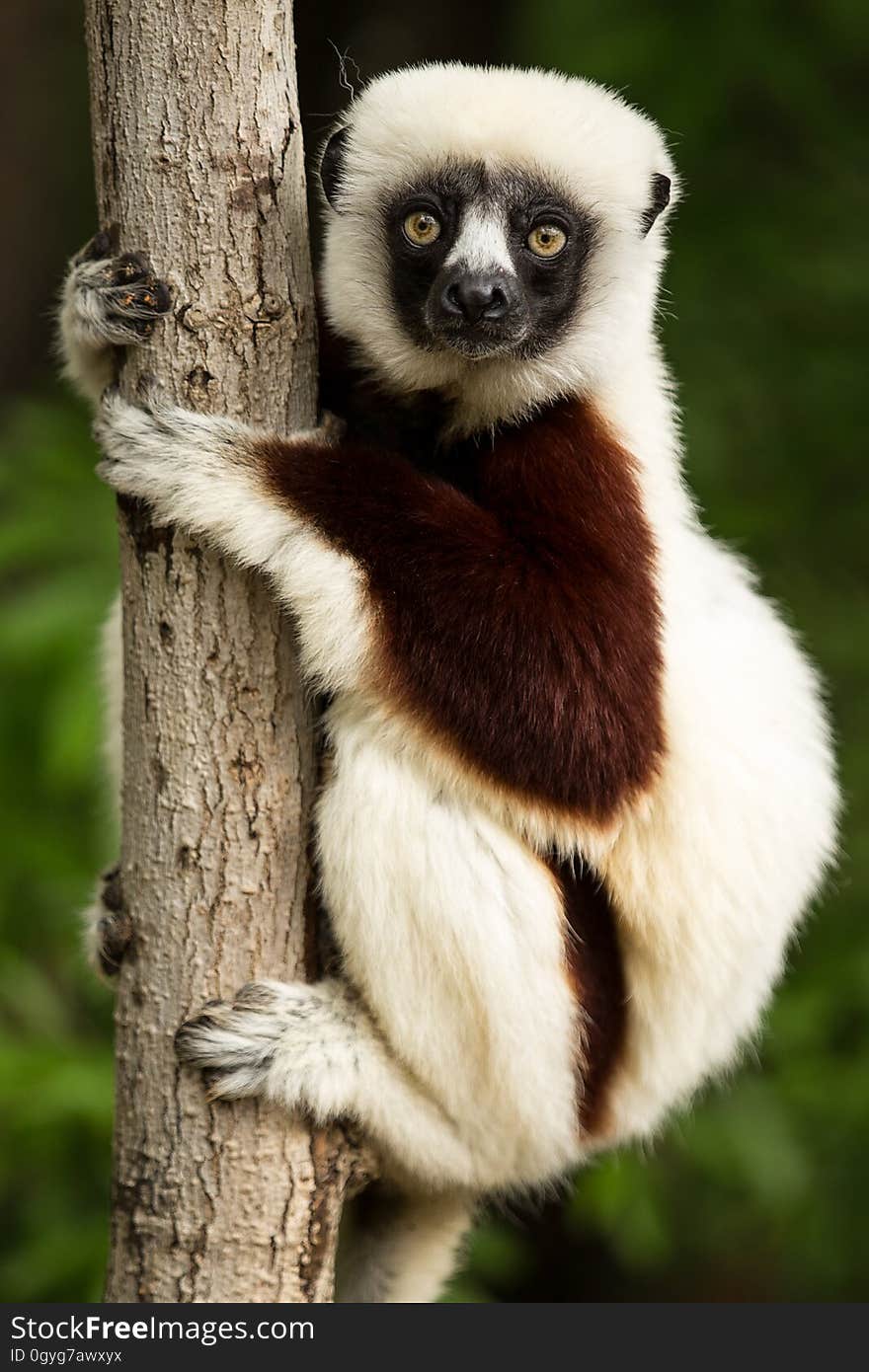 Lemur, Fauna, Primate, Terrestrial Animal