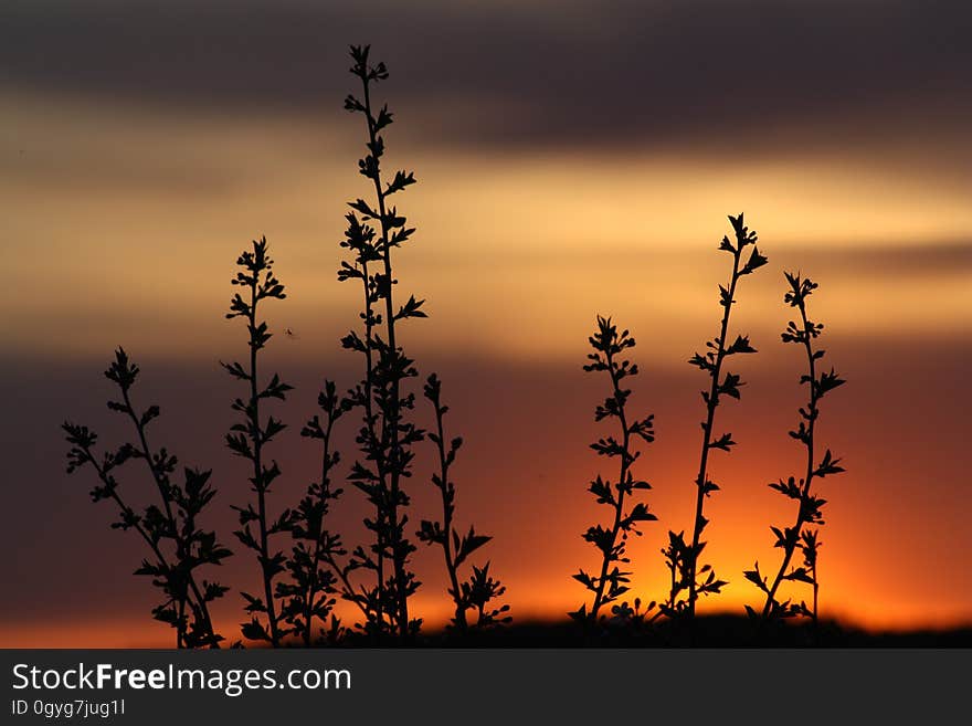 Sky, Branch, Afterglow, Morning