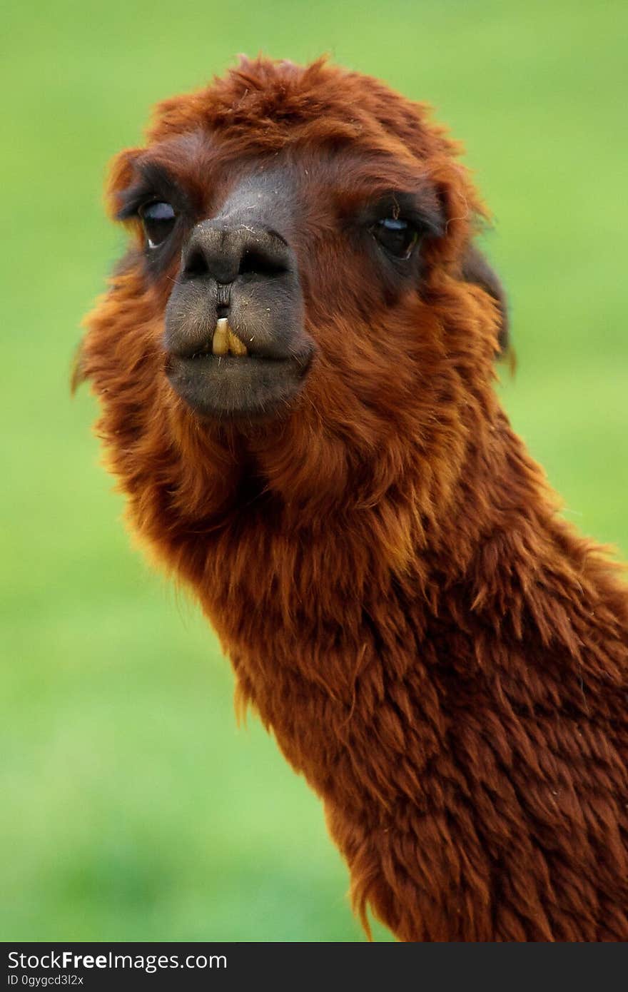 Camel Like Mammal, Llama, Alpaca, Terrestrial Animal