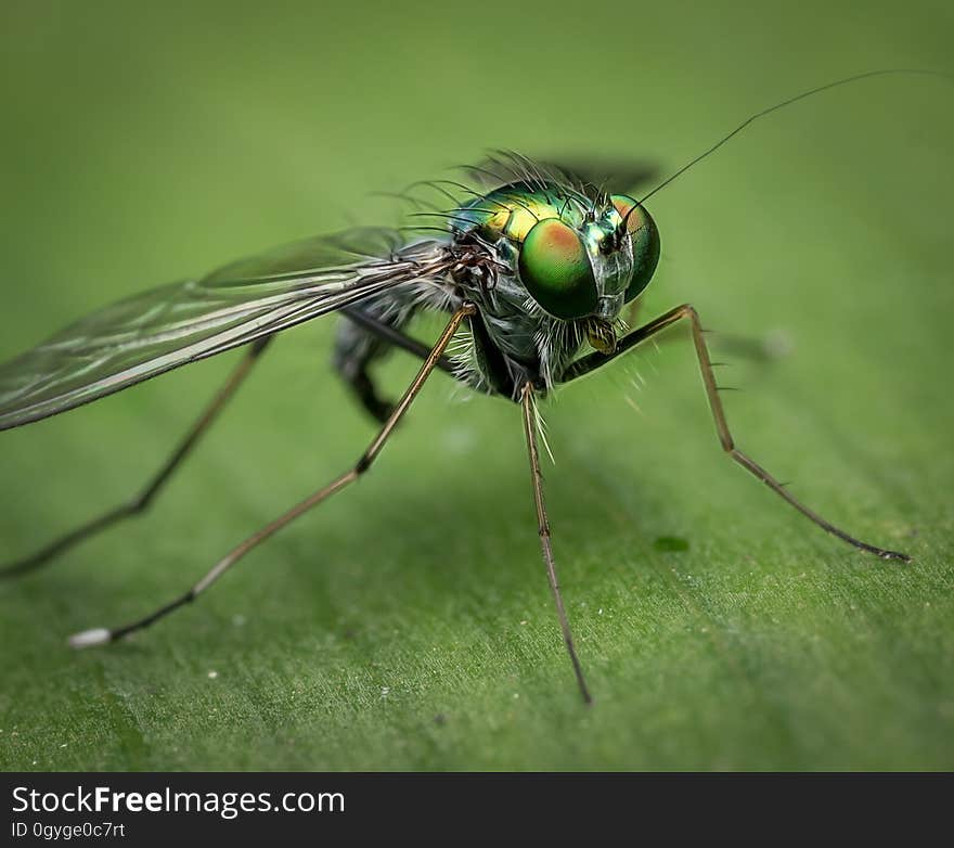 Insect, Invertebrate, Pest, Macro Photography