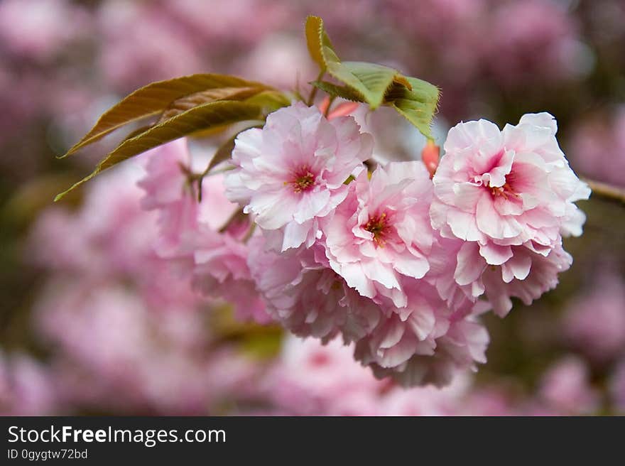 Flower, Pink, Blossom, Cherry Blossom