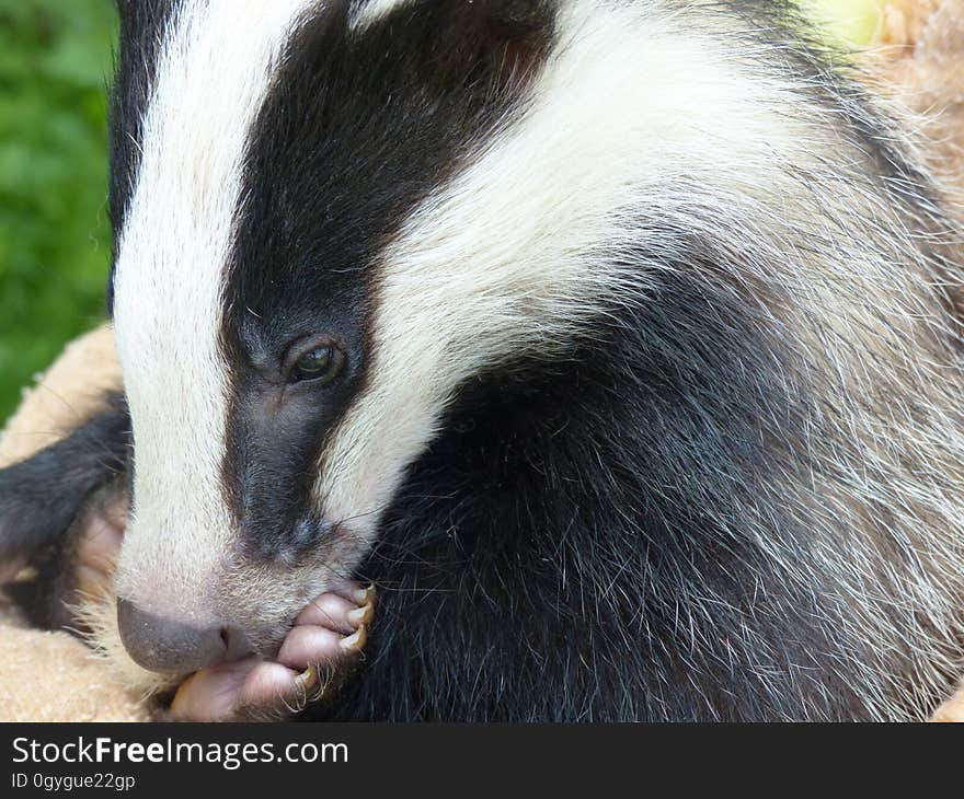 Fauna, Terrestrial Animal, Badger, Snout