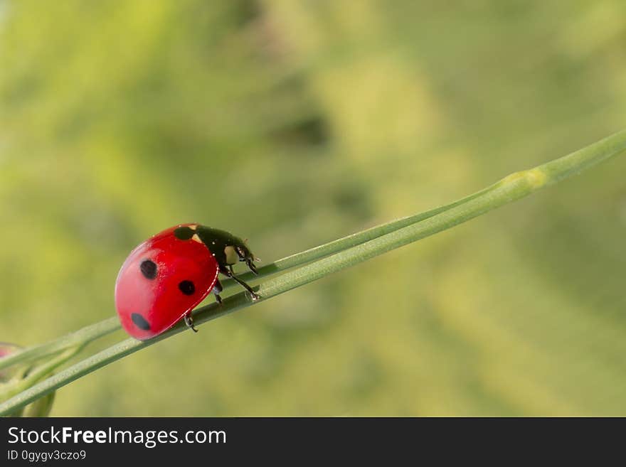 Insect, Ladybird, Beetle, Close Up