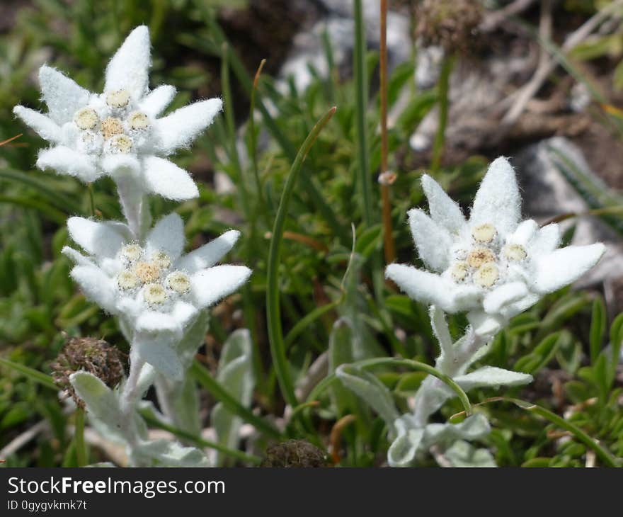 Flower, Plant, Edelweiss, Flora