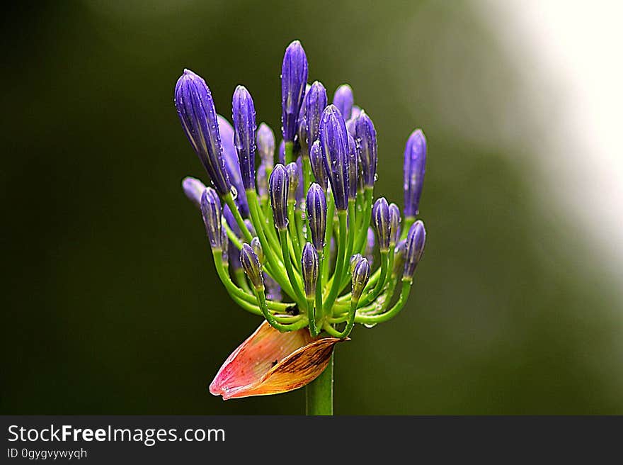 Flower, Flora, Plant, Purple