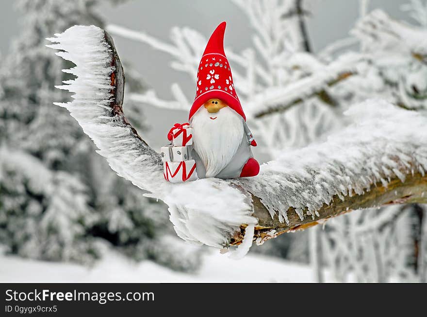 Snow, Winter, Freezing, Tree