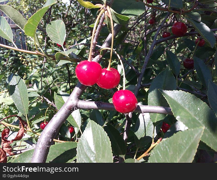 Beautiful, berry, cherry, closeup, color, dessert, diet, eat, eating, floral, food, fresh, fruit, glass, green, group, leaf, life