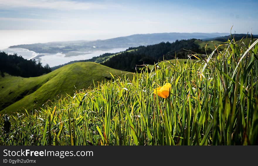 California Poppy on Mount Tamalpais