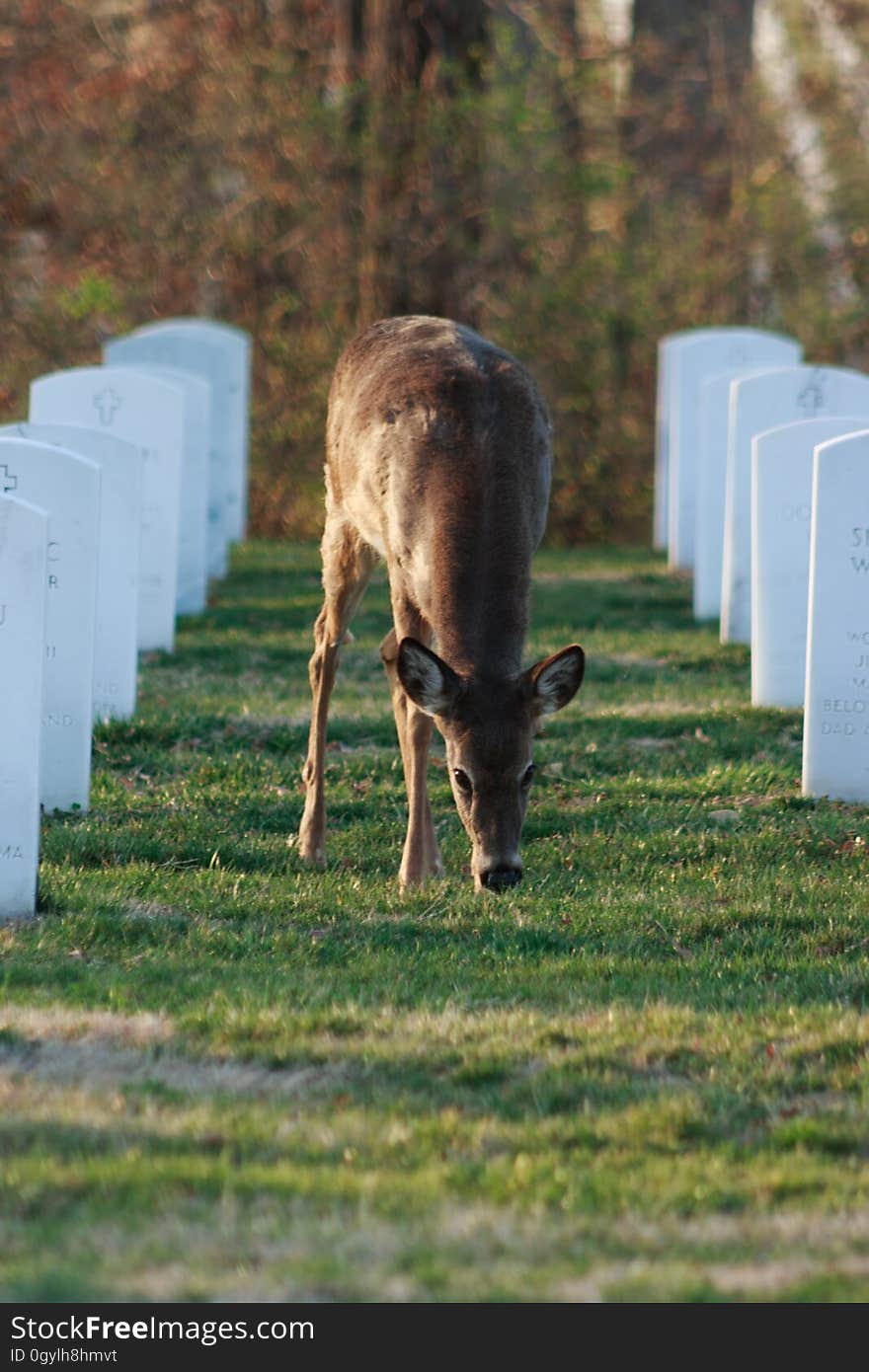 Deer grazing in Jefferson Barracks National Cemetery. Deer grazing in Jefferson Barracks National Cemetery