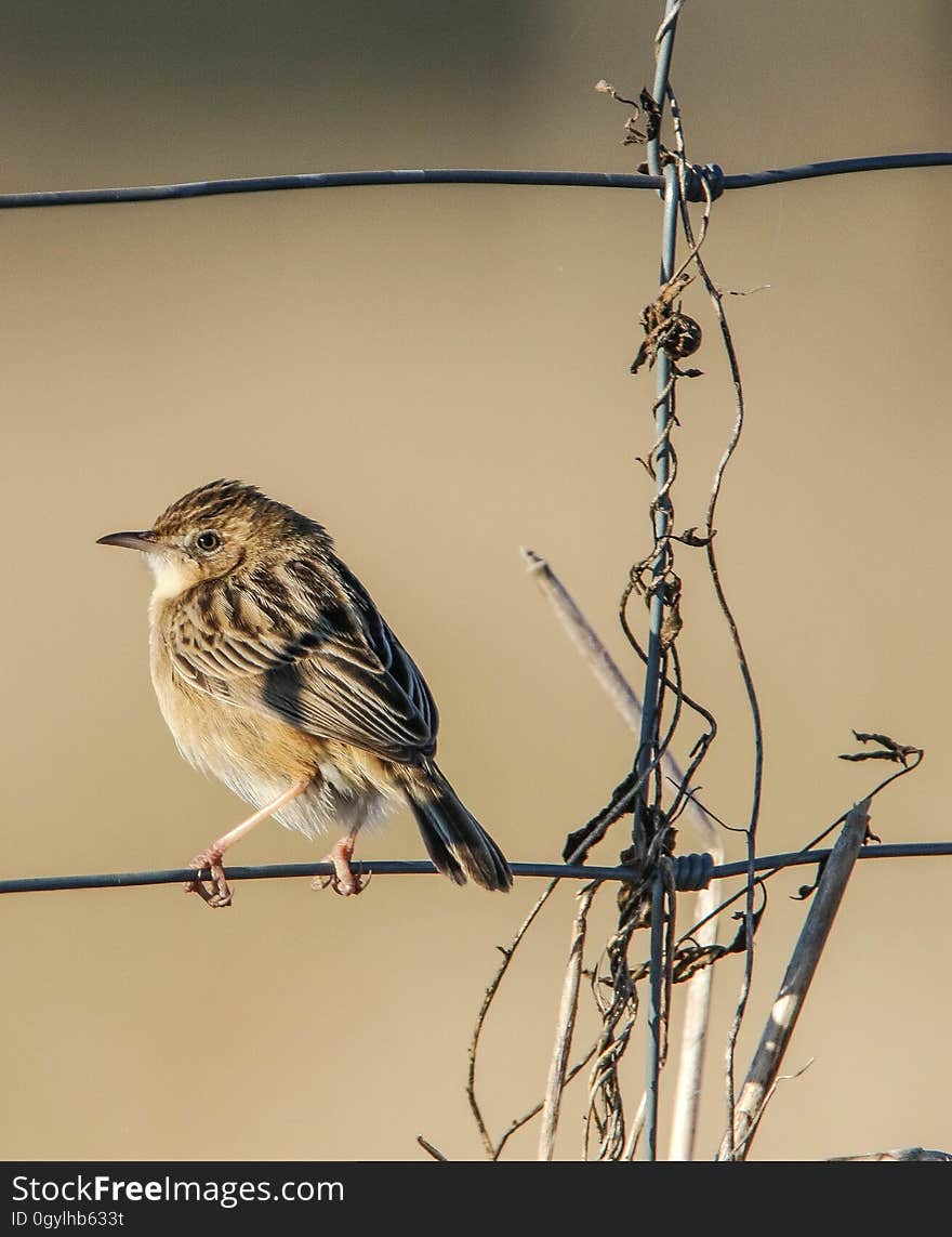 Portrait of small yellow songbird perched on wire fence in daylight. Portrait of small yellow songbird perched on wire fence in daylight.