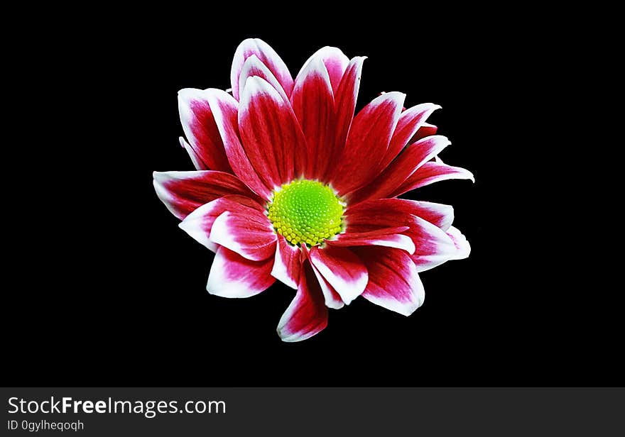 Red and white flower blossom with green stamen isolated on black. Red and white flower blossom with green stamen isolated on black.