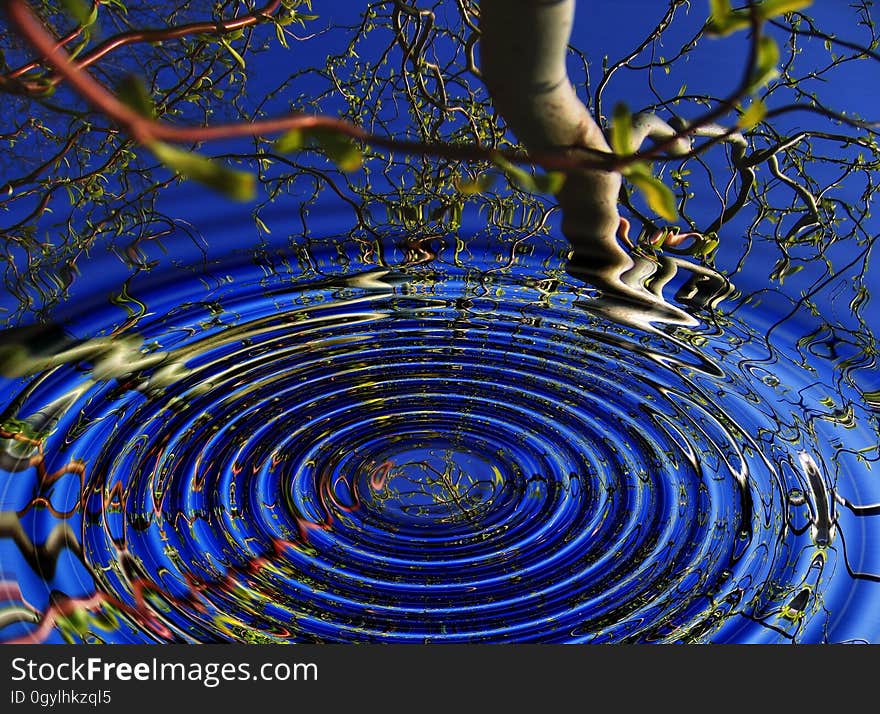 Surface of water reflecting tree branches with rings of water ripples. Surface of water reflecting tree branches with rings of water ripples.