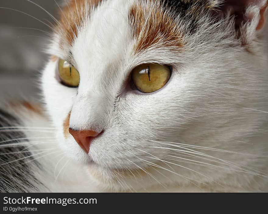 Profile portrait of calico domestic cat. Profile portrait of calico domestic cat.