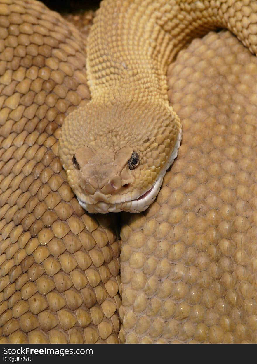 Brown and White Snake