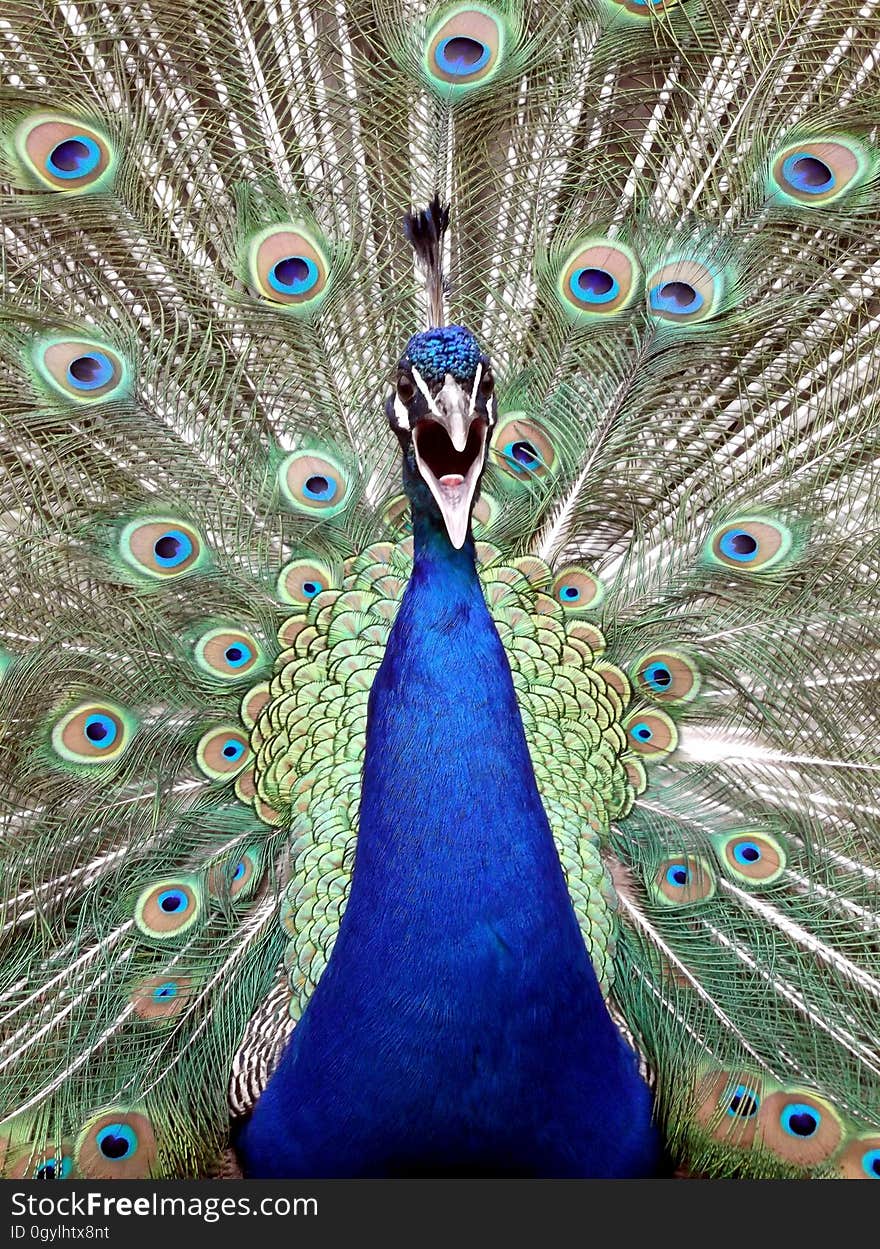 A close up of a peacock with spread feathers.