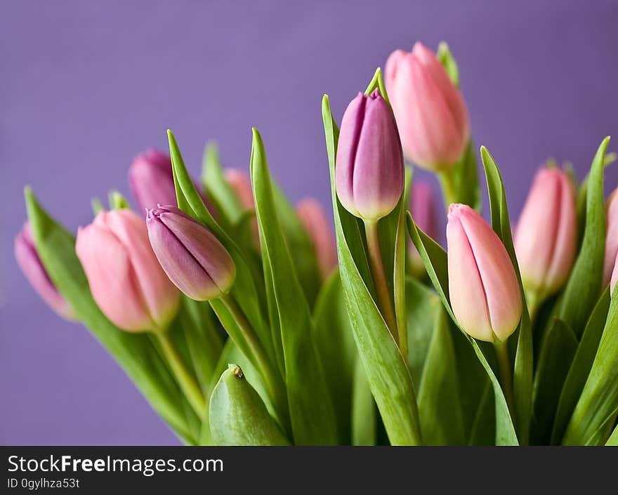 Pink Tulips