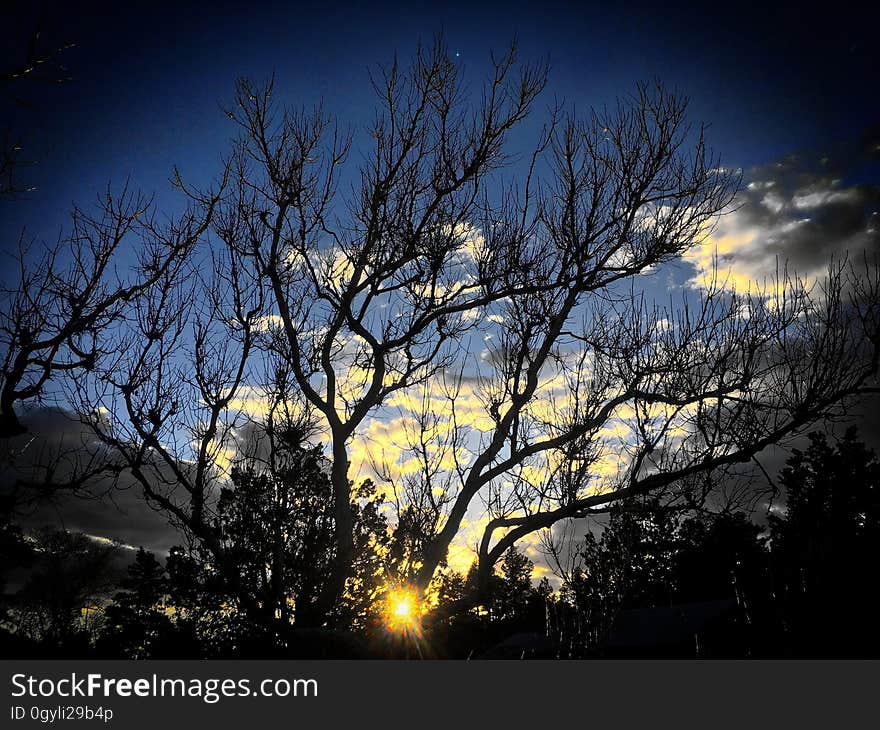 Lit Tree