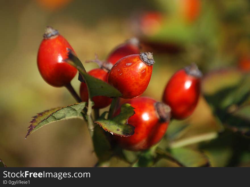 Red Oval Fruits in Macro Lens