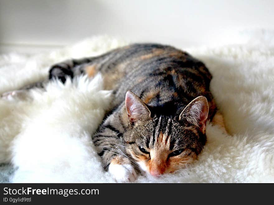 A close up of a tabby cat resting on a soft white blanket. A close up of a tabby cat resting on a soft white blanket.