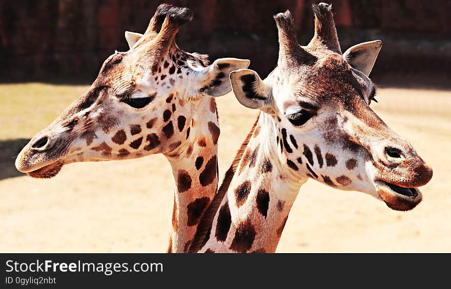 A portrait of a pair of giraffes in the zoo. A portrait of a pair of giraffes in the zoo.