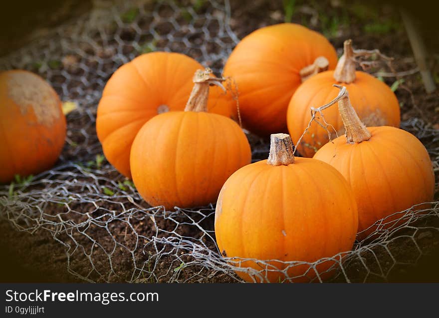 Ripe orange pumpkins on a mesh.