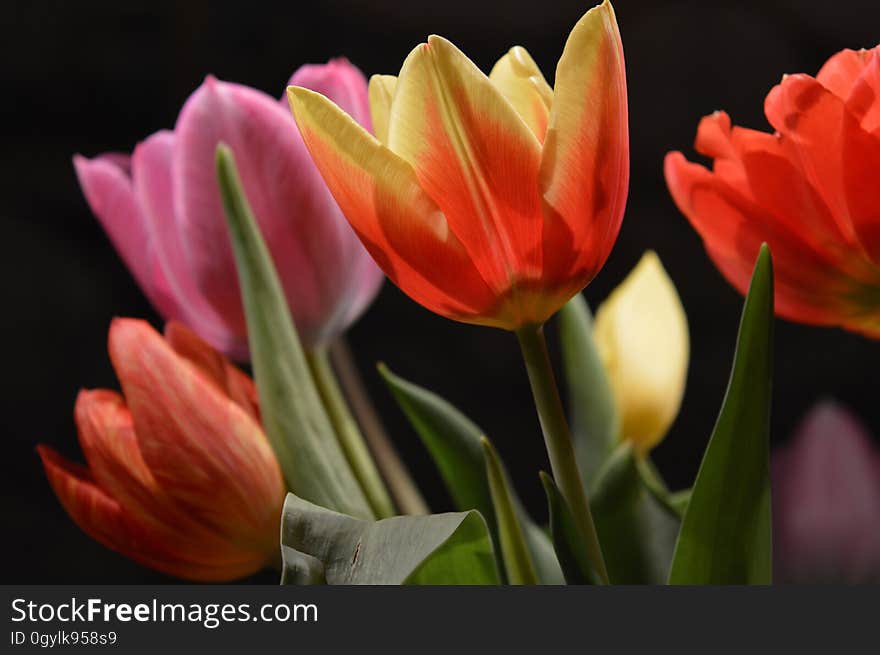 Close-up of Pink Flowers Blooming Against Black Background