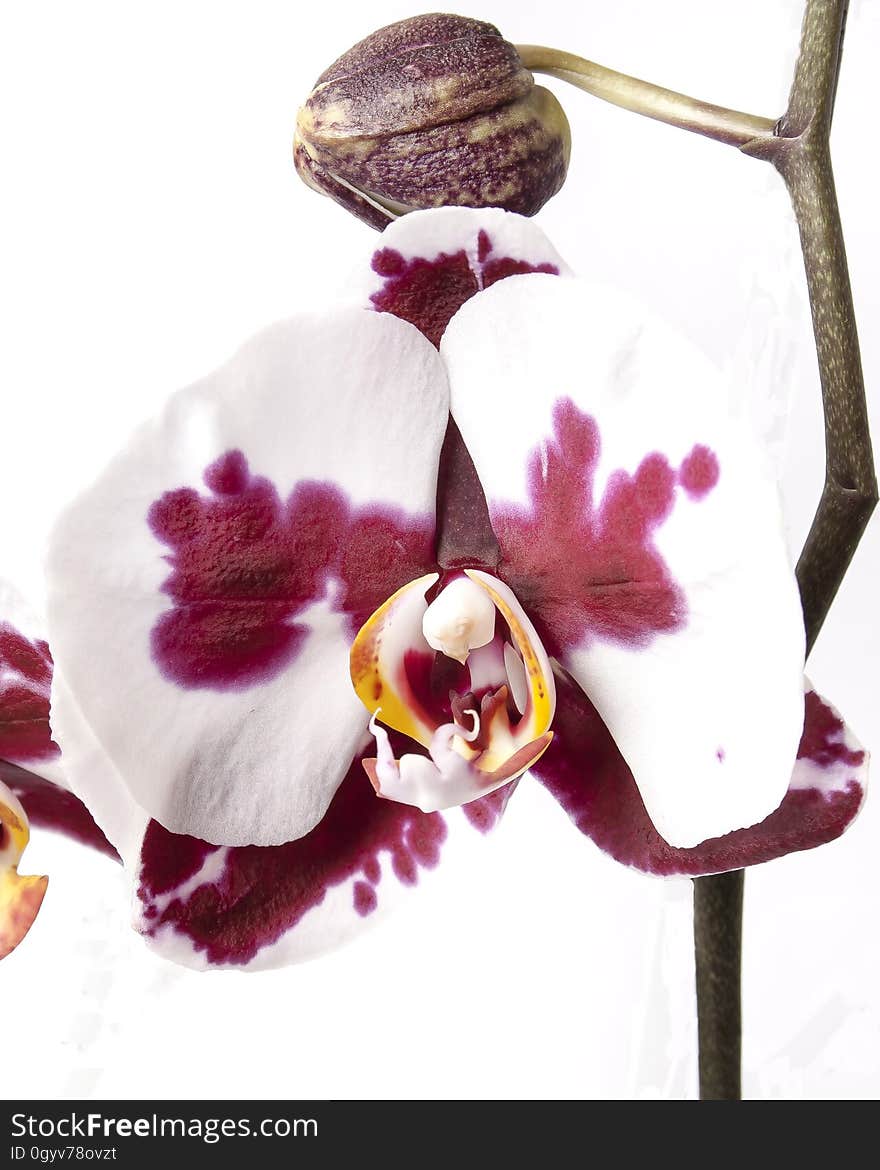 Close-up of Orchids