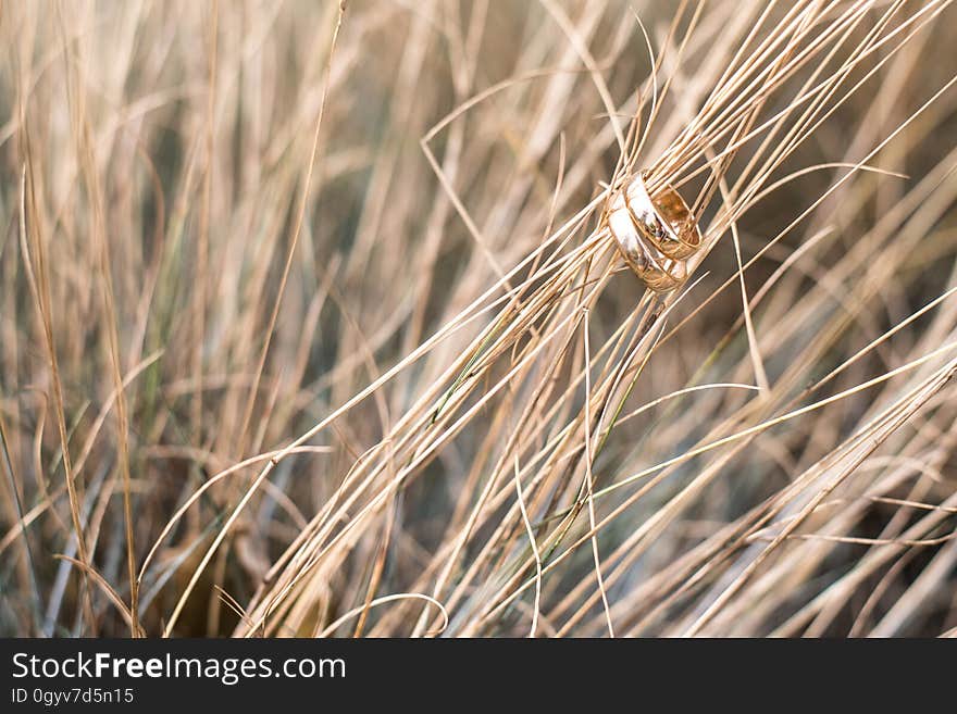 Close up of gold wedding bands on blades of dry grasses in sunny field. Close up of gold wedding bands on blades of dry grasses in sunny field.