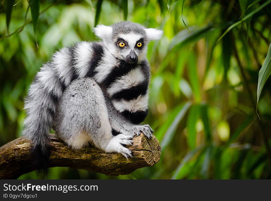 White and Black Animal Sitting on a Branch